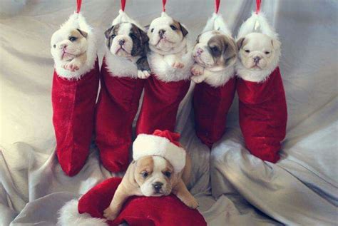 Christmas puppies in stockings | Bulldog puppies, Newborn puppies, English bulldog puppies