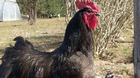 Australorp Rooster Breed - YouTube