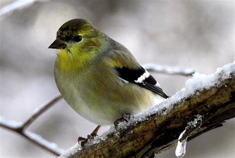 Male American Goldfinch in Winter Plumage Photograph by Kimberly Allen - Fine Art America