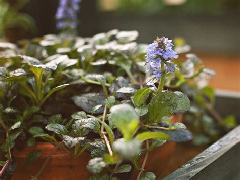 Container Grown Ajuga - How To Care For Potted Ajuga Plants