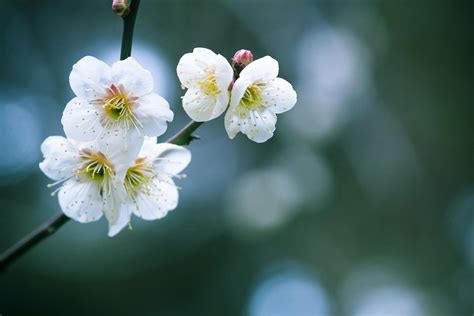 Plum Blossom Symbolism and Bloom Time