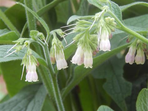 Thoughts from Frank and Fern: Two Kinds of Comfrey - Which one is right ...