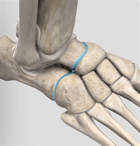 Transverse tarsal/ mid tarsal joint Flashcards | Quizlet