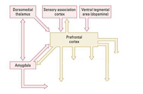 prefrontal cortex diagram Diagram | Quizlet