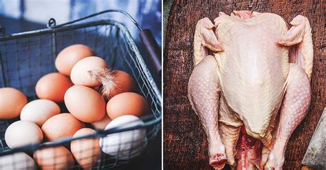 Eggs and Meat Productions: What You Need to Know as a Chicken Owner