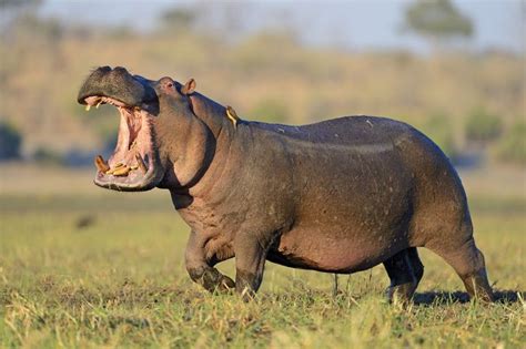 Togo - National animal - Hippopotamus | African animals, Majestic animals, Safari animals