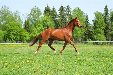 Gaited Horse Breeds Guide – Characteristics, Health & Nutrition | Mad Barn