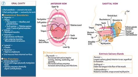 Anatomy & Physiology: Oral cavity | ditki medical & biological sciences