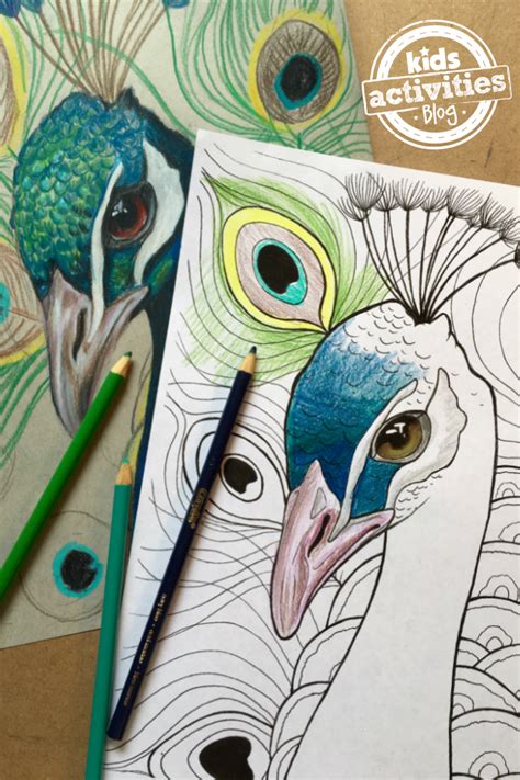 Peacock Coloring Pages for Kids