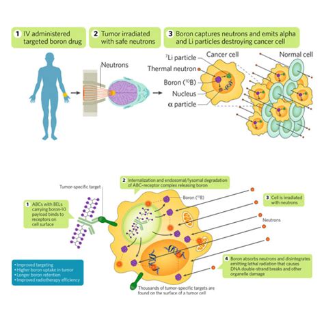 Developing-targeted-drugs-for-boron-neutron-capture-therapy-to-treat ...