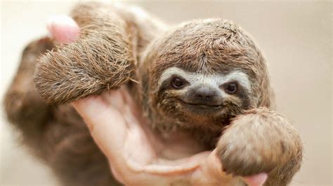 Baby sloth - Sloths Photo (36191129) - Fanpop