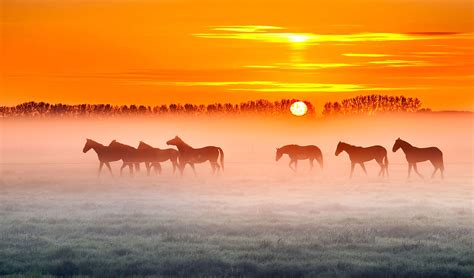 Horse Sunset 4K Wallpapers - Top Free Horse Sunset 4K Backgrounds ...