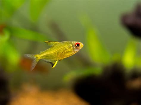 Lemon Tetra Care: Tank Size, Feeding, and Breeding Behavior