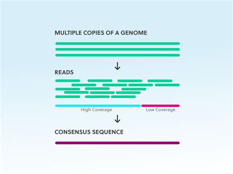 Ngs Sequencing Workflow / NGS Library Preparation from bisulfite converted DNA samples ...