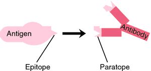 Paratope | definition of paratope by Medical dictionary