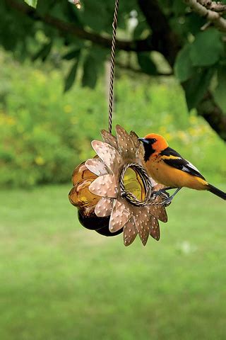 How to Choose the Best Oriole Feeder for Your Back Yard – We Love Hummingbirds