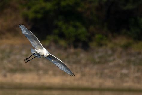 Foto stok gratis tentang binatang, burung putih, fotografi burung ...