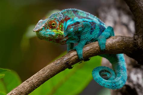 Top 15 Types Of Chameleons: Best Pet Chameleons - More Reptiles