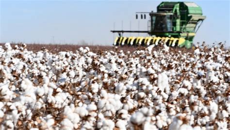 Northern High Plains cotton acres up | Morning Ag Clips