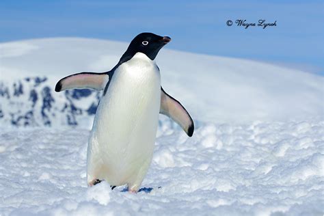 Adelie Penguin | Interesting Facts & Latest Photographs | All Wildlife ...