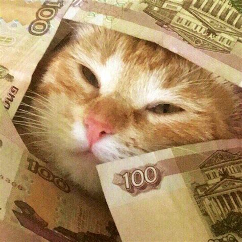 Create meme "cash cat, money cat repost, money cat" - Pictures - Meme-arsenal.com