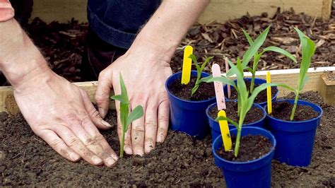 How to grow sweet corn – a guide to planting corn on the cob | GardeningEtc