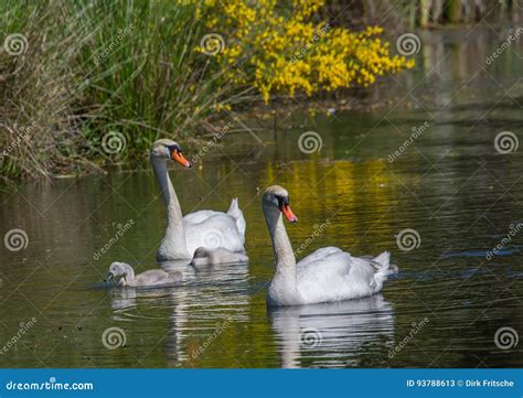 Two Week Old Mute Swan Babies Swimming Together with Their Parents on a Pond Stock Image - Image ...