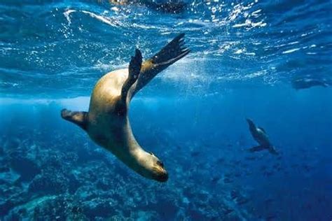 sea lion swimming - Yahoo Image Search Results | Tattoo Inspiration ...