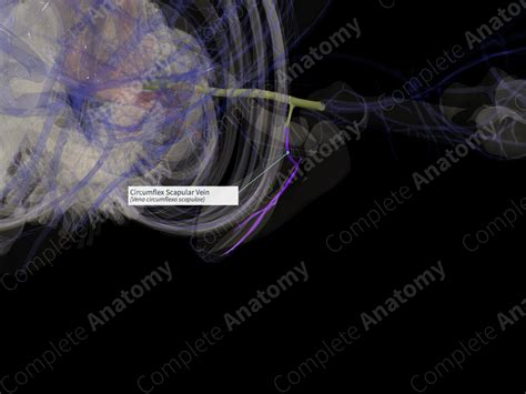 Circumflex Scapular Vein (Right) | Complete Anatomy