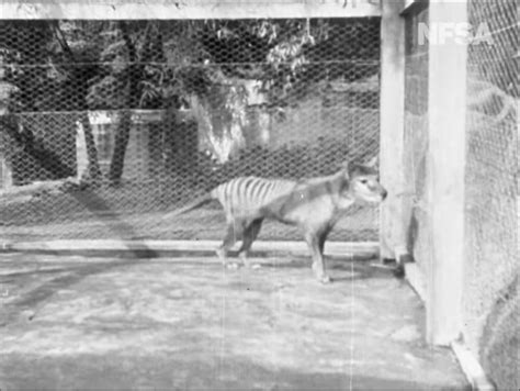 Last-known video of 'Tasmanian tiger' rediscovered | Live Science