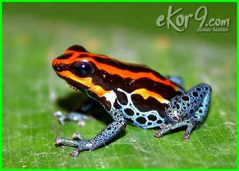 Spesies Katak Di Malaysia - balebaleblogs