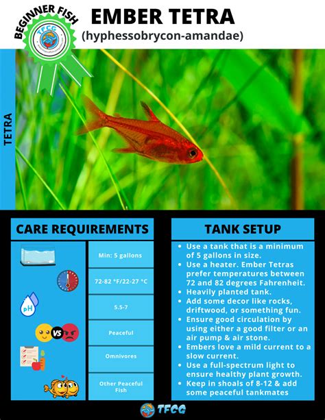 ‌Ember Tetra - Care, Size, Breeding, Lifespan, & More | TFCG