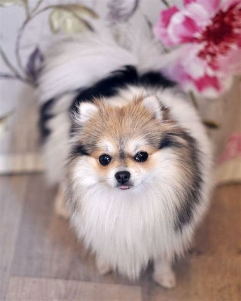 Pin by Suzanne Wood-Thomas on Pomeranians | Puppies, Pomeranian puppy, Pets