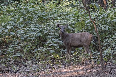 Sambar Deer, Jim Corbett National Park, India