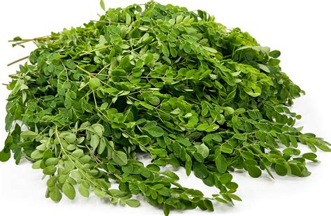 Moringa Leaves Information and Facts