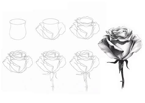 How To Draw A Rose For Beginners With Pencil Step By Step - Infoupdate.org