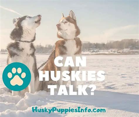 Can Huskies Talk? - Husky Puppies Info