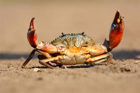 ‘Crabification’ Explains Why Animals Keep Turning Into Crustaceans