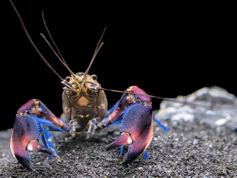 Super Red Crayfish (Cherax boesemani)