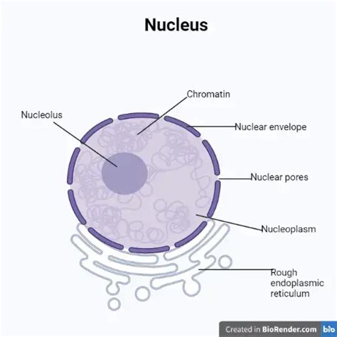 Nucleus: Structure and Functions • Microbe Online