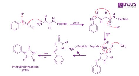 Peptide Bond Mechanism