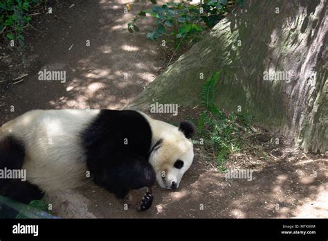 Baby Panda sleeping Stock Photo - Alamy