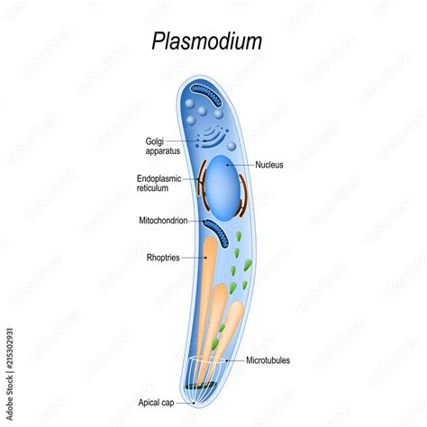 Diagram of Plasmodium structure Stock Vector | Adobe Stock