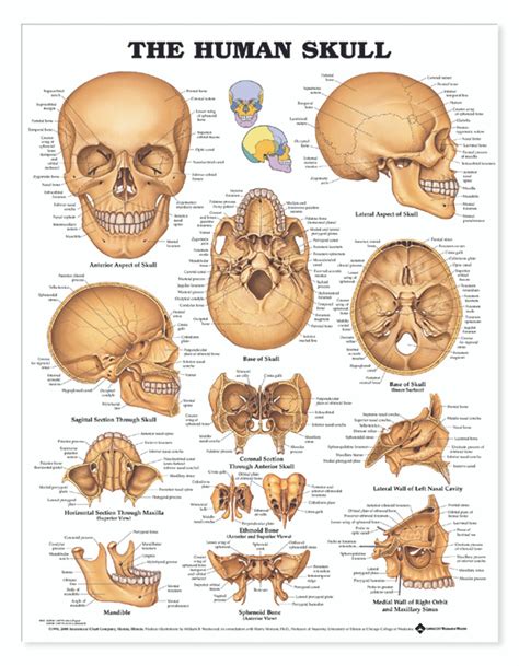 Reference Chart - Human Skull - Biologyproducts.com