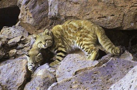 Pampas cat from Chile Small Wild Cats, Big Cats, Cats And Kittens ...