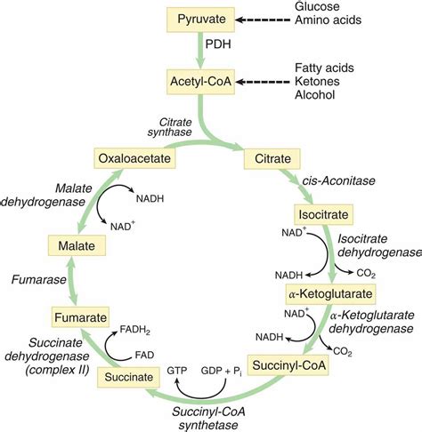 Krebs Cycle/ TCA Cycle - Mnemonic - Simplified Biology