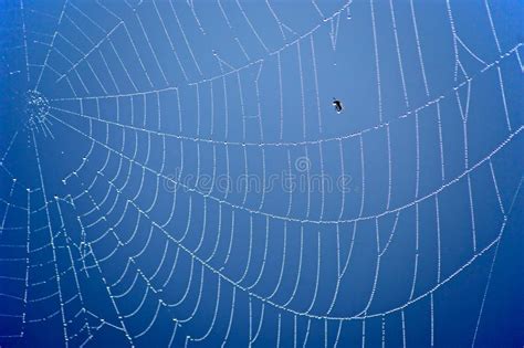 Spider Web at Blue Background. Stock Image - Image of wate, nature ...