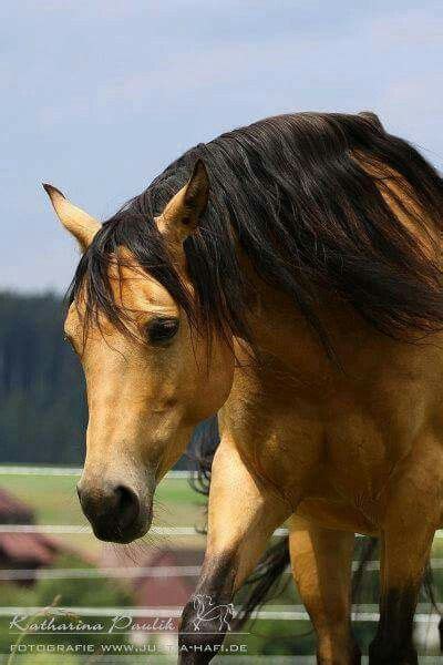 Buckskin Horse Look A Lot Alike Spirit 100,1000% From Spirit Stallion ...