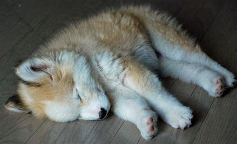 Phoebe Is a Rare Husky / Golden Retriever Mix and She's 100% Adorable