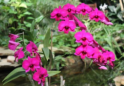 Magenta Orchid | Orchids, Little flowers, Flower garden
